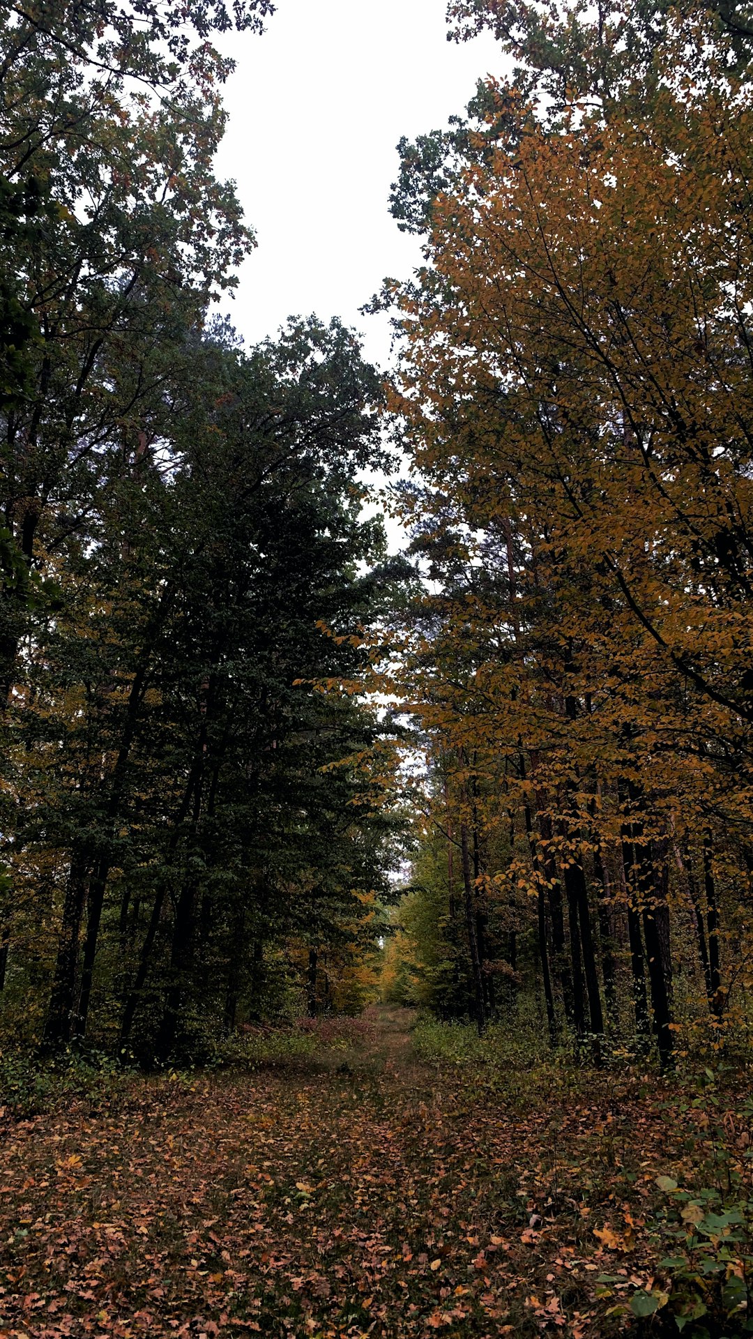 How to Prepare Your Oregon Land up for sale