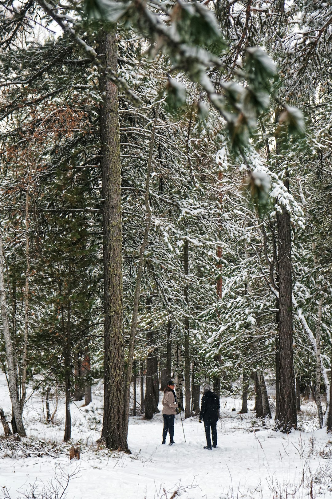 What is the process for selling Maine land for cash?