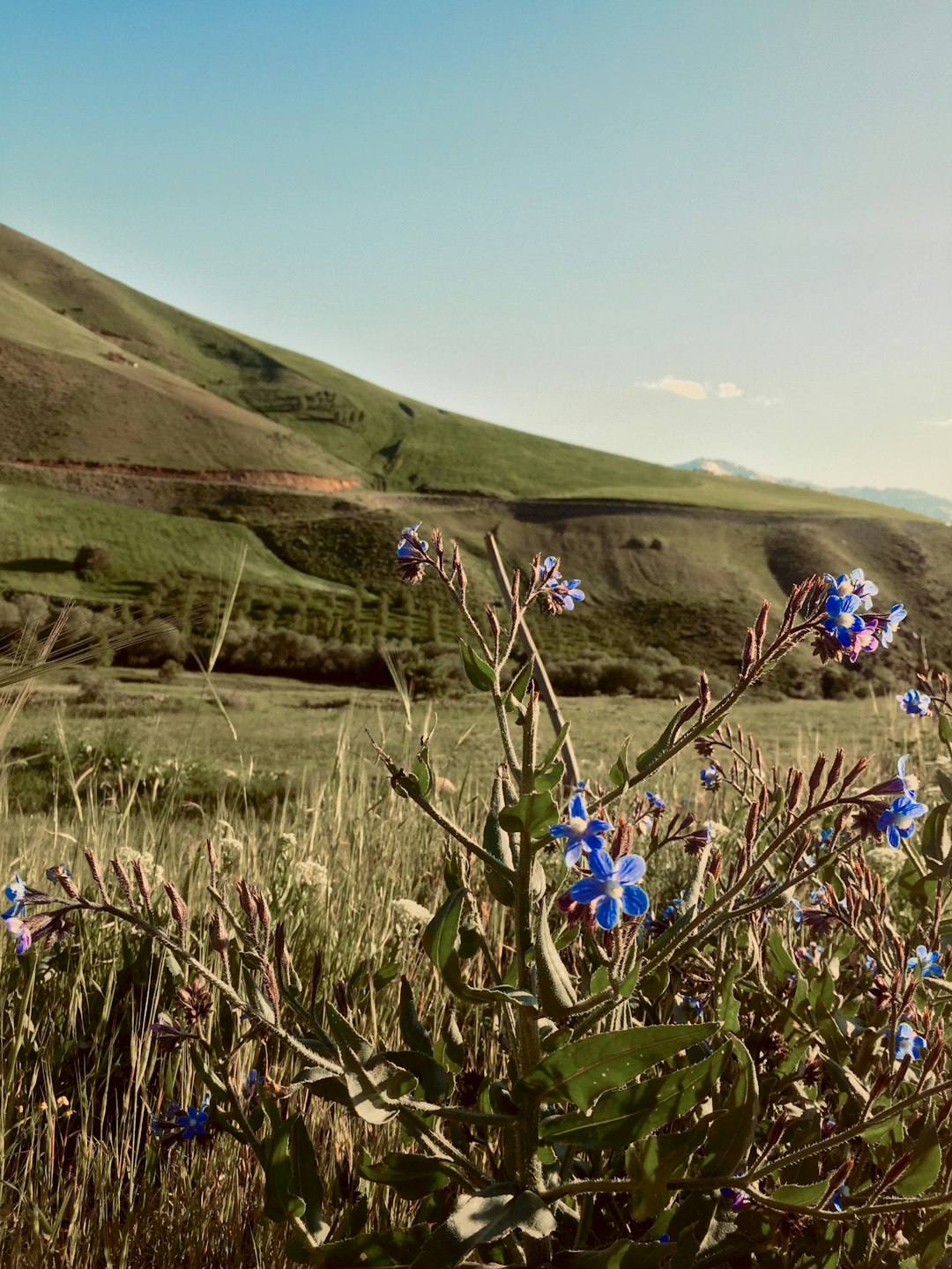 Protecting the Aloha Spirit: Harmonizing Growth with Tradition