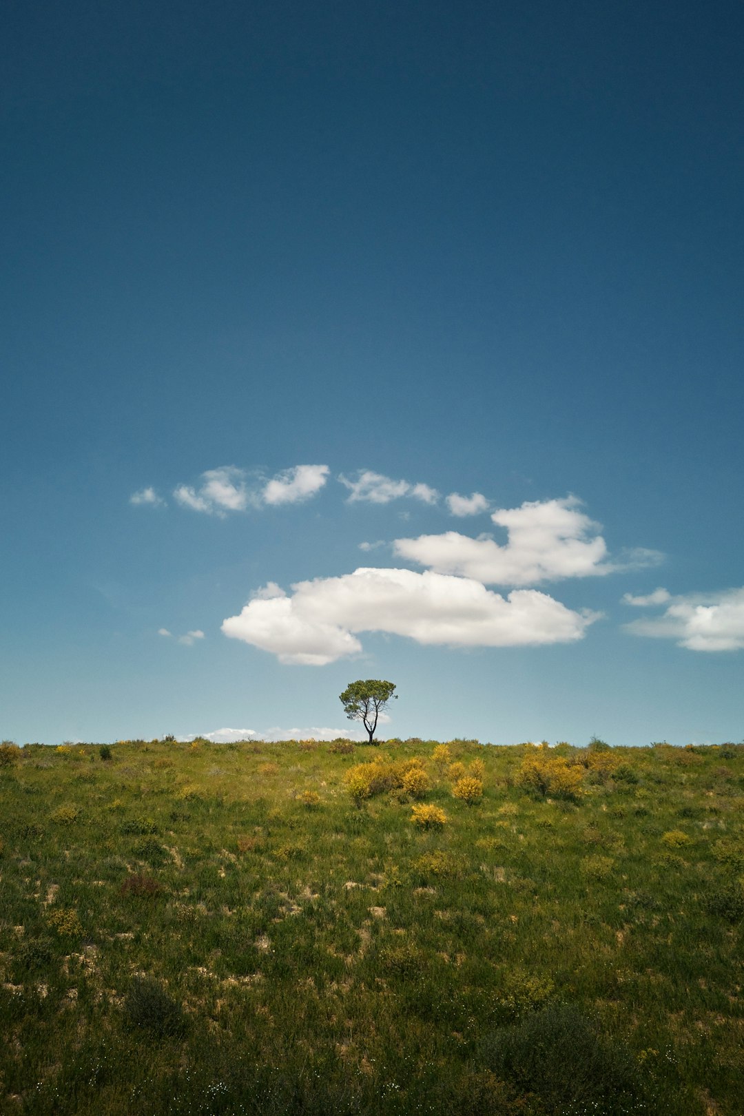 Navigating Illinois Land Laws